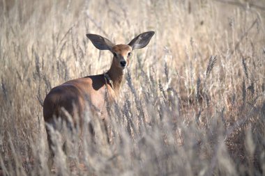 Ormandaki kırmızı geyik