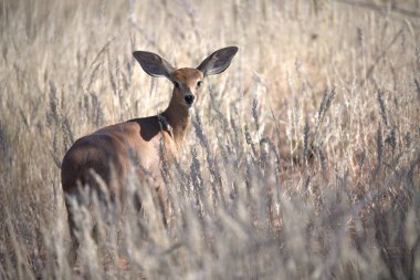 Vahşi doğada geyik