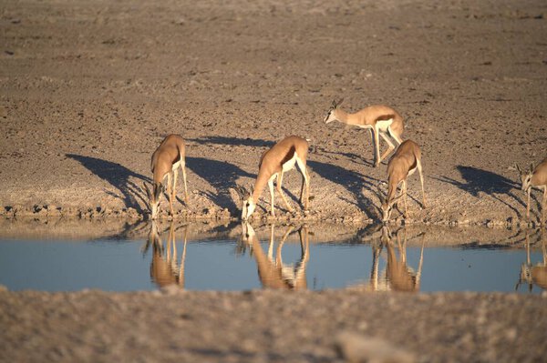 красивый снимок молодого оленя в пустыне