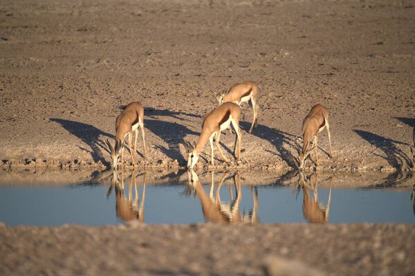 группа диких животных в пустыне