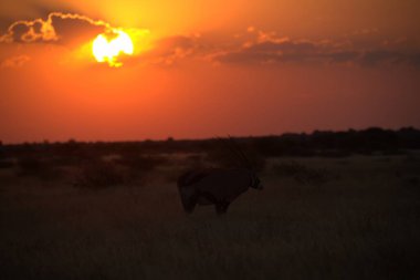 Afrika fili gün batımında Güney Afrika 'daki Kruger Ulusal Parkı' nda