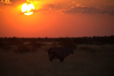 Afrika manda Kruger National park, Güney Afrika