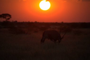 Gün batımında Afrika zürafası