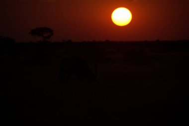 Savanadaki bir zürafanın yakın plan fotoğrafı.