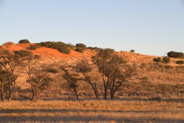 Kırmızı kuru yapraklı Güney Afrika çalısı.