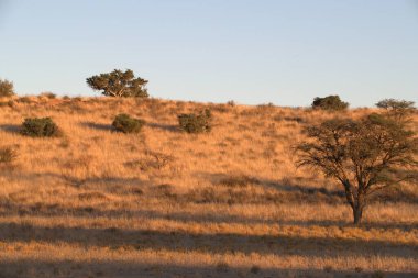 Çölde güzel bir gün batımı