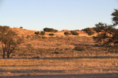 Arka planda ağaç olan güzel bir tarla görüntüsü.