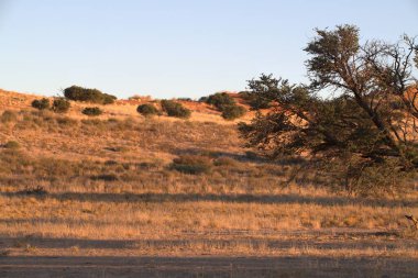 Ağaçlar ve bitkilerle dolu çöl manzarası