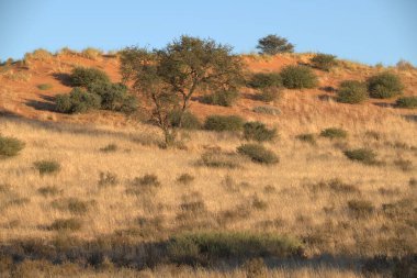 Ağacı olan güzel bir manzara
