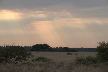 Kenya, ağaçlar ve otlarla kaplı manzara