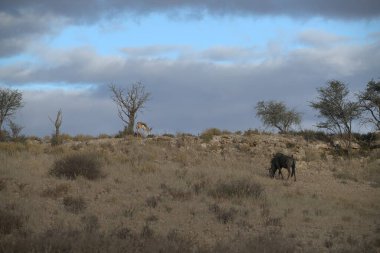 İspanya 'da çölde vahşi bir at