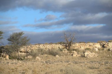 Fas 'ın Sahara çölünün manzarası.