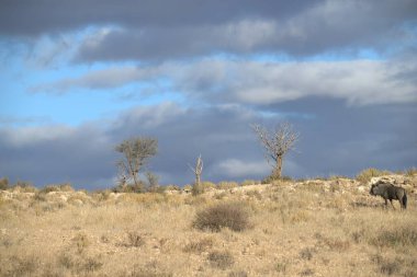Afrika savana vahşi fil