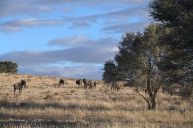 Koyun sürüsü tarlada