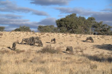 Çölde bir grup vahşi at