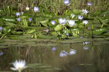 Nilüferler gölette