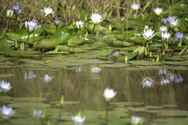 Gölette güzel nilüfer çiçeği