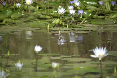 Suda küçük bir kuğu