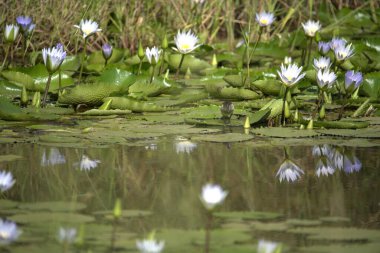 Gölette güzel nilüfer çiçekleri