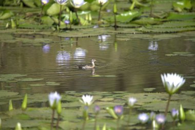 Parktaki gölün güzel manzarası