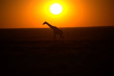 beautiful view of nature at sunrise