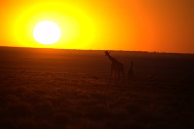 Günbatımında bir zürafa sürüsü