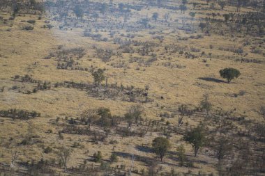 Çölün ortasındaki ölü ağaçların havadan görünüşü.