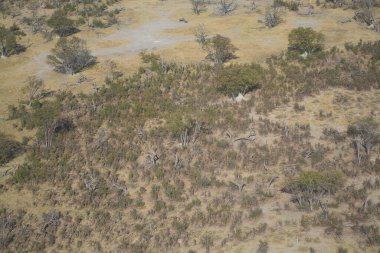Savananın ortasındaki büyük bir ağacın havadan görünüşü.