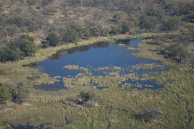 Ormandaki gölün güzel manzarası