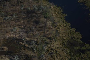 Ormanın güzel manzarası