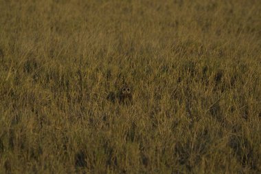 Ormandaki tarlada güzel kahverengi bir geyiğin yakın plan fotoğrafı.