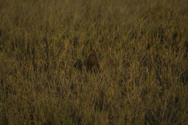 Vahşi kırmızı tavşan (vulpes pus) tarlada çimlerin üzerinde