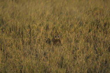 Vahşi kahverengi ayı yavrusu