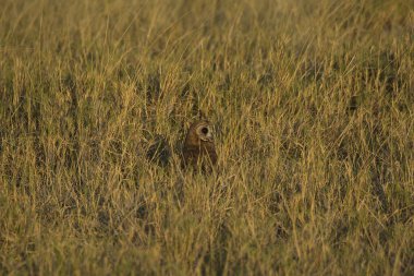 Ormanda baykuş (athene ctua).