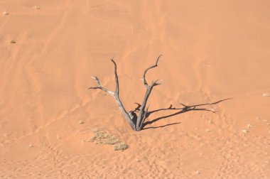 Kuru ağaçlı çöl manzarası