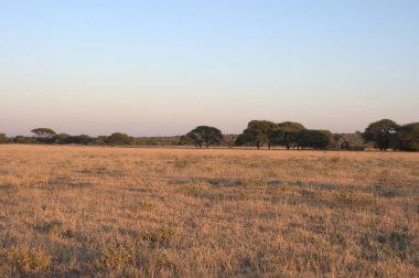 Tarlada bir ağacı olan güzel bir manzara.