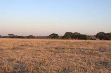 Savanadaki Afrika çalısı