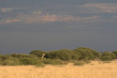 Afrika 'daki savan, Afrika' daki en doğal ve doğal savanadır..