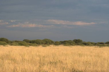 Geniş bir ağaç tarlası ve büyük bir otla güzel bir manzara.