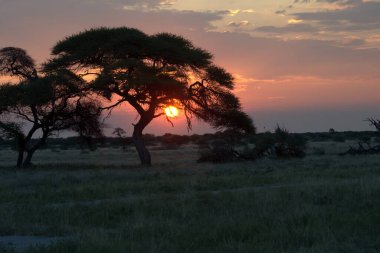 Kenya bozkırında gün batımı