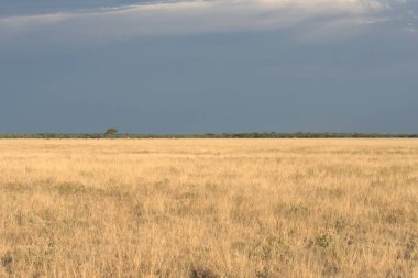 Çimen tarlası ve arka planda geniş bir alan.