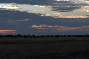 Gün batımında çayırda güzel bir ağaç manzarası, Kenya.