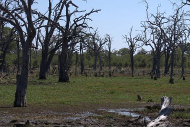 Afrika Çalılığı, Kruger Ulusal Parkı, Güney Afrika