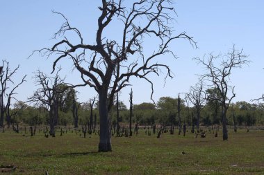 Ormanda ölü ağaçlar
