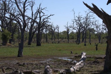 Parktaki güzel bir orman manzarası.