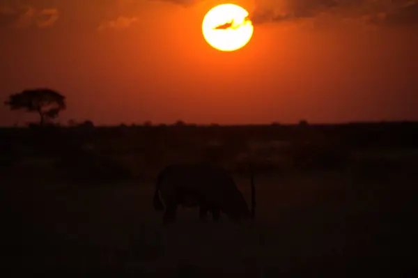 Afrika safari parkında zürafa