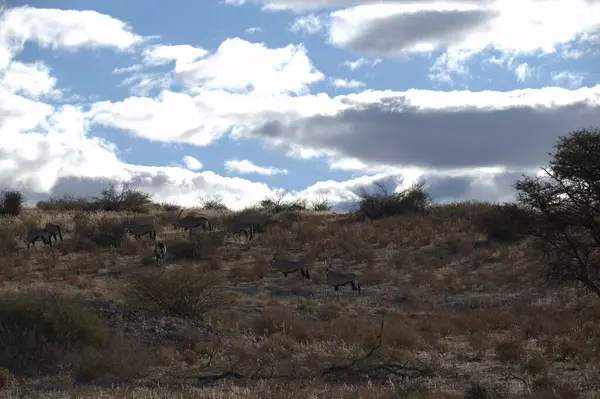 Güzel vahşi atlar yolda