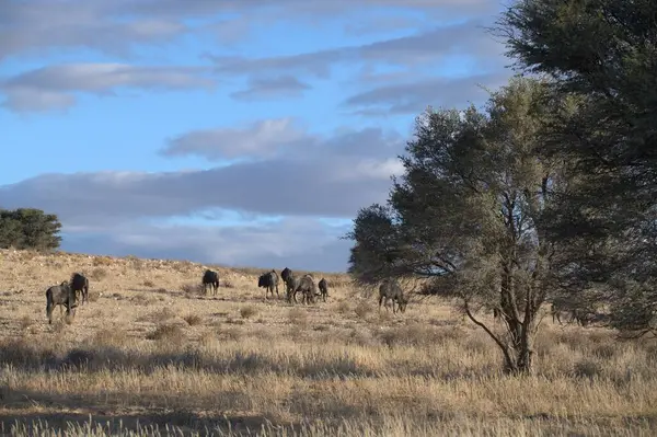 Koyun sürüsü tarlada