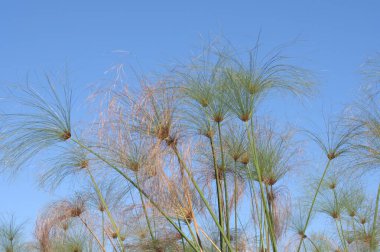 Güzel botanik fotoğrafı, doğal duvar kağıdı.