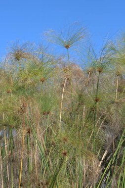 Ormandaki palmiye ağacı
